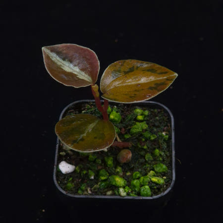 거북이숲 TFK 페페로미아 메탈리카 바리에가타 비바리움 테라리움 정글플랜츠 희귀식물 Peperomia