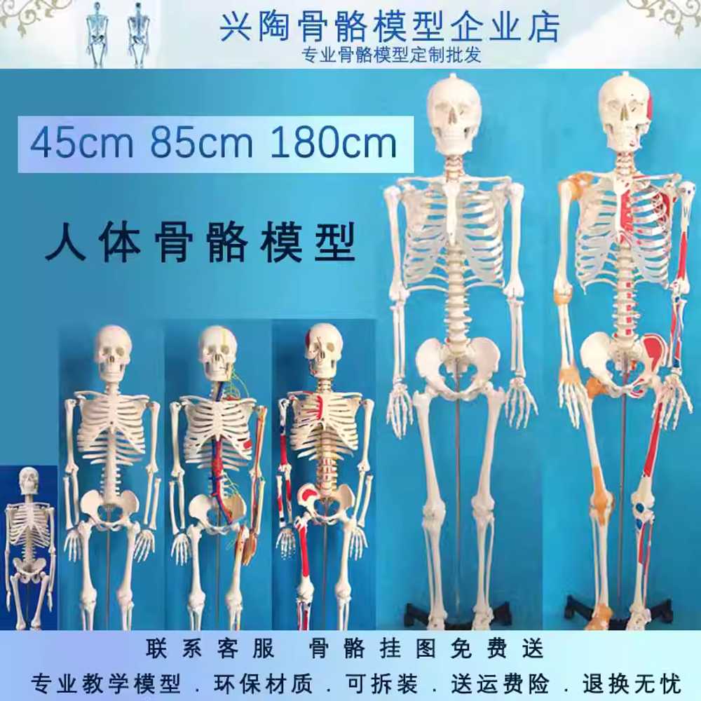 대형 인체모형 해골 골격 실험실 용 해부학 교육 도구 A - 상세 이미지 2