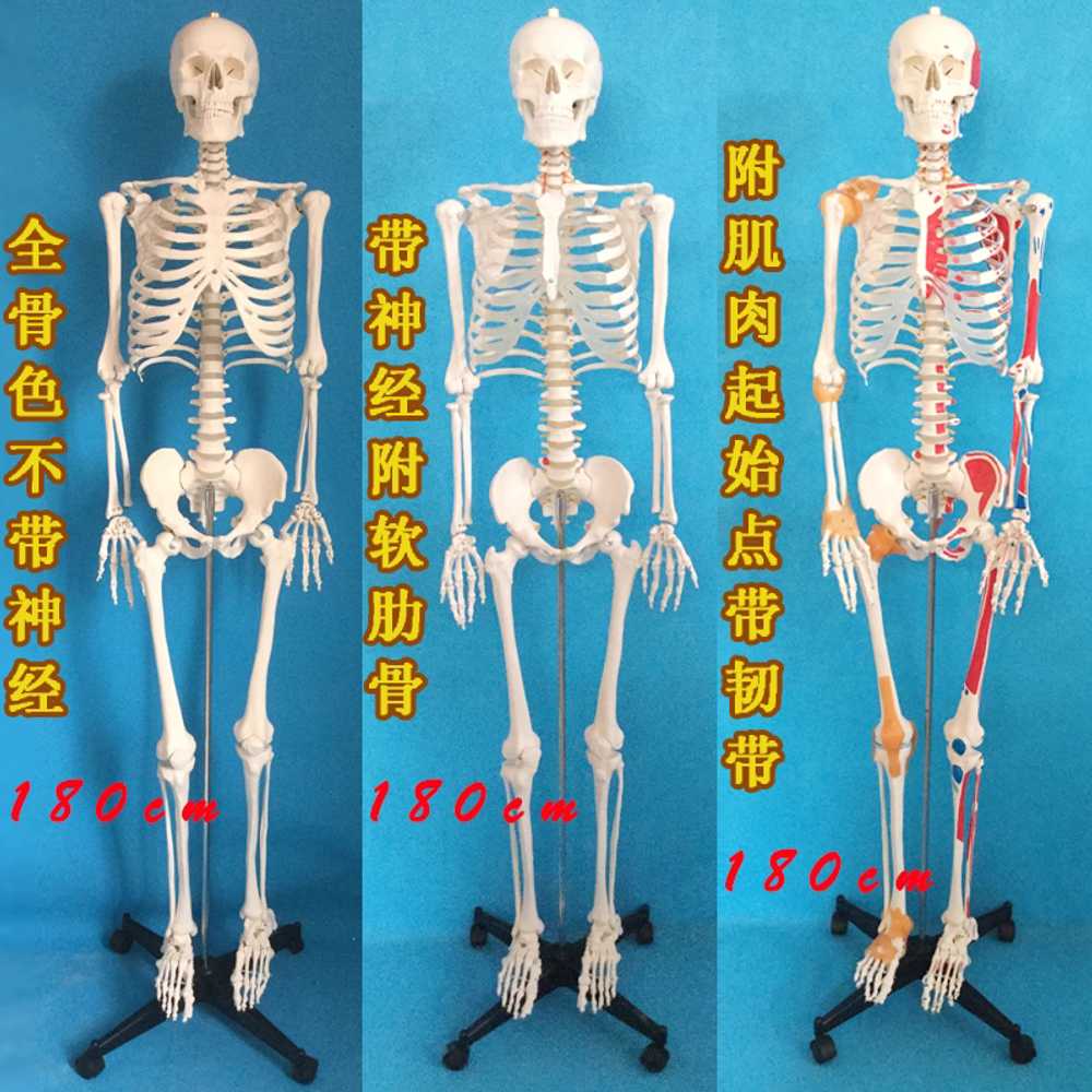 대형 인체모형 해골 골격 실험실 용 해부학 교육 도구 A - 상세 이미지 4