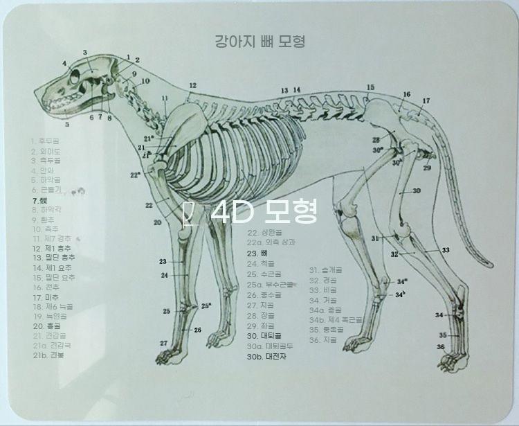 개 표본 실습 교구 수의학 병원 뼈대 해부학 동물 뼈 - 상세 이미지 5