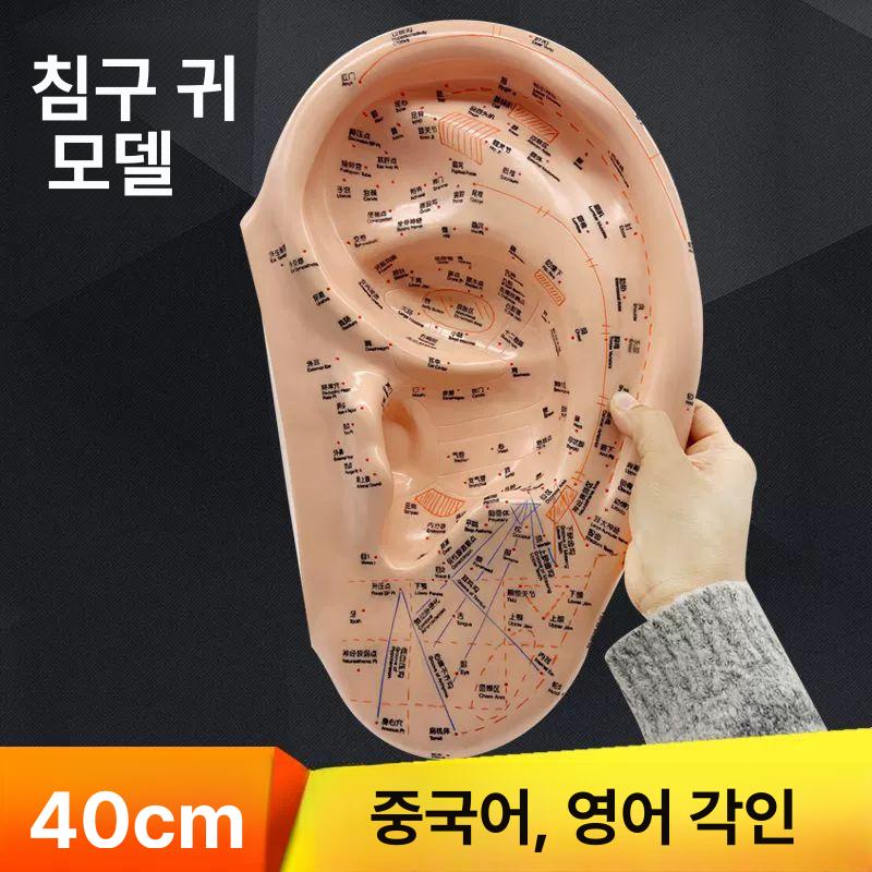 귀모형 대형 해부학 실습 교육용 궁중팬 교구 지압점 인체 귀 연습 캐릭터 - 상세 이미지 2