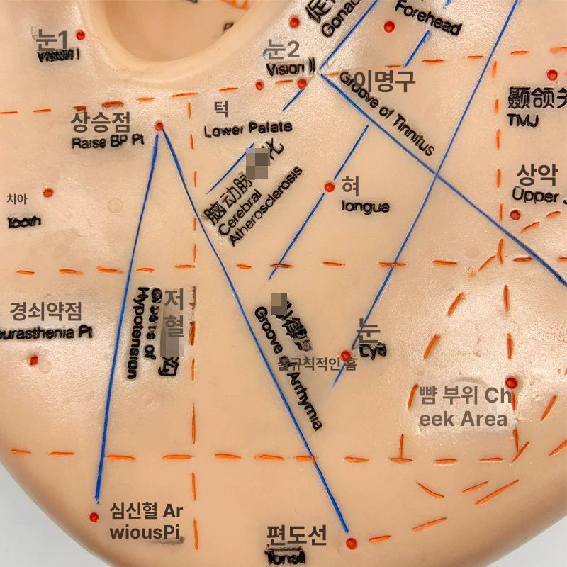 귀모형 대형 해부학 실습 교육용 궁중팬 교구 지압점 인체 귀 연습 캐릭터 - 상세 이미지 5