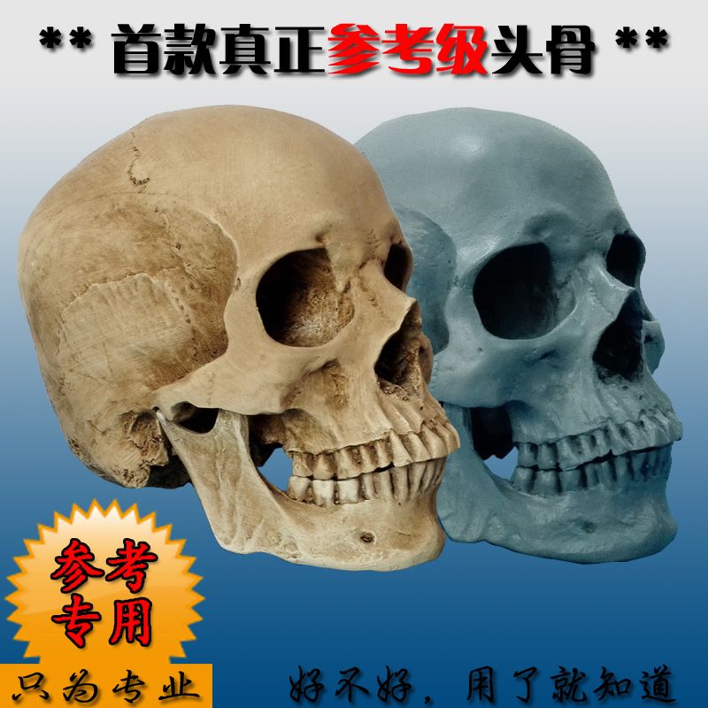 두개골 해부학 근골격 사람 인체 머리 모형 도구 해골모형 모델 교구 인간 교육 - 상세 이미지 2