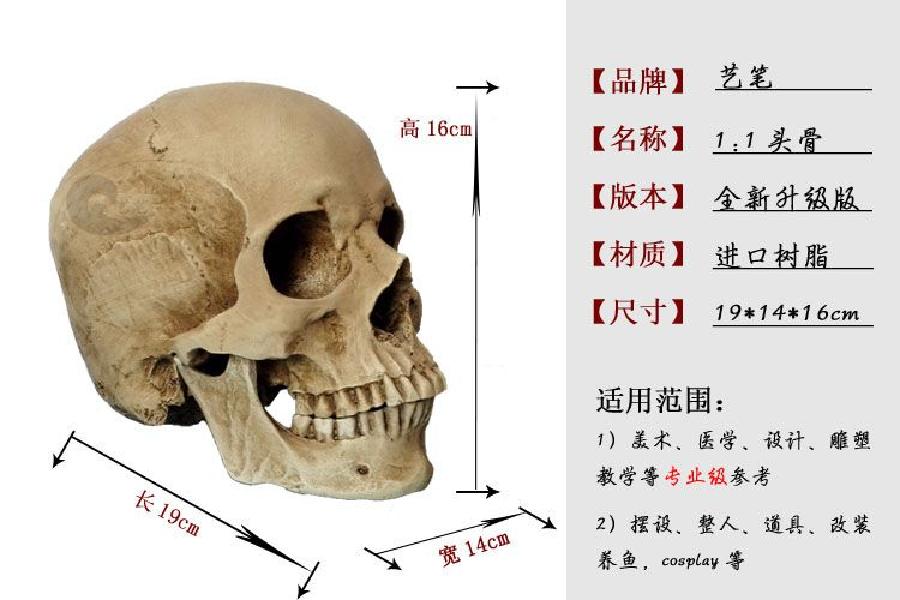두개골 해부학 근골격 사람 인체 머리 모형 도구 해골모형 모델 교구 인간 교육 - 상세 이미지 3