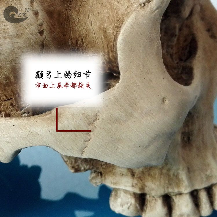 두개골 해부학 근골격 사람 인체 머리 모형 도구 해골모형 모델 교구 인간 교육 - 상세 이미지 4