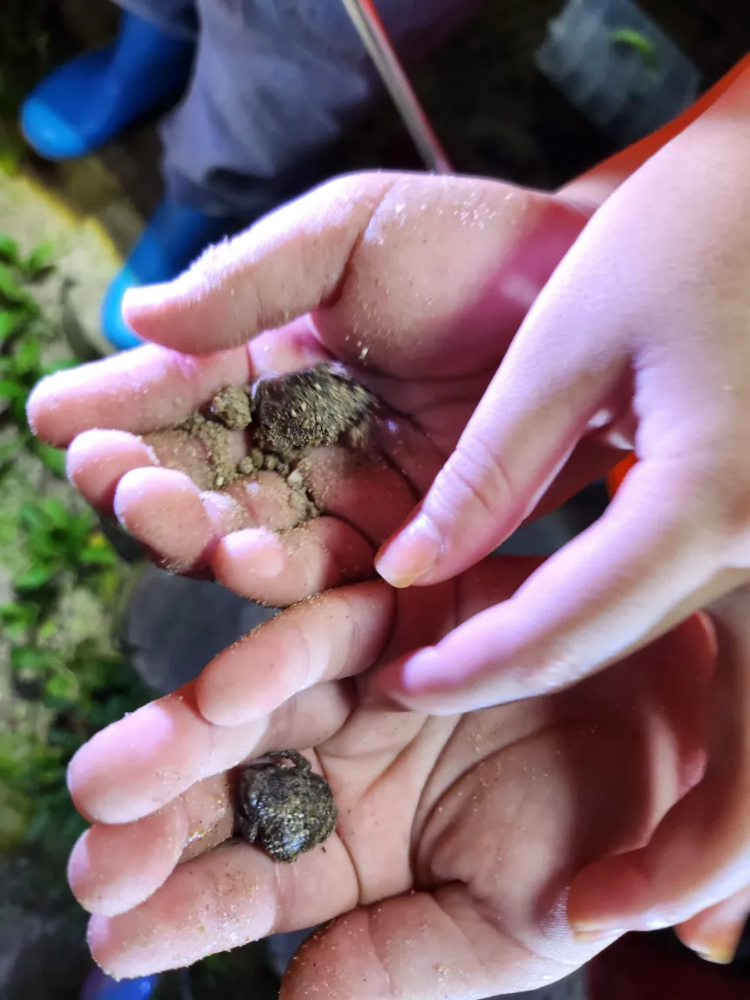 [깨비의숲마을][전주 오송제생태공원] 전북 전주 숲체험 어린이 봄 유아 초등 자연 곤충 주말 체험 학습 이미지 2