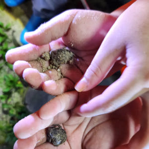 [깨비의숲마을][전주 오송제생태공원] 전북 전주 숲체험 어린이 봄 유아 ... 솔직 후기 | 실사용자 리뷰 분석 - 상품 이미지 2