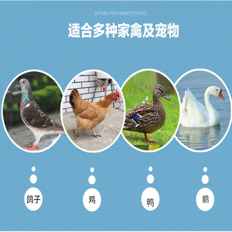 자동 급식기 사료 공급기 농장용 스마트 타이머 닭 모이 급여용 기계 설비 스마트 타이머 5m 전원 - 상세 이미지 3