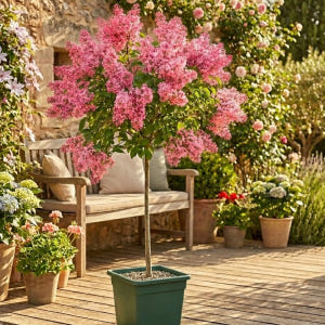 스텐다드라일락 핑크퍼퓸 4년 대품 8치화분 실사용 후기 | 효과 있을까? - 상품 이미지 1