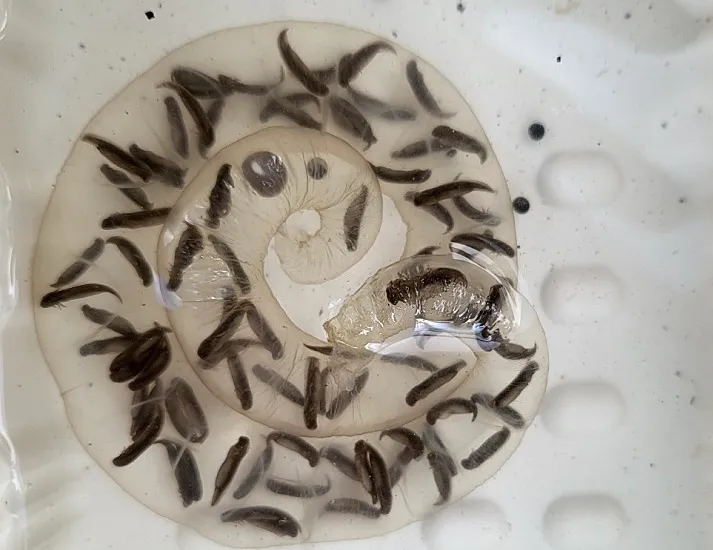 [깨비의숲마을][용산가족공원] 서울 용산구 숲체험 어린이 봄 유아 초등 자연 주말 곤충 체험 학습 이미지 4