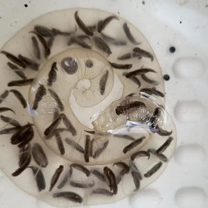 [깨비의숲마을][용산가족공원] 서울 용산구 숲체험 어린이 봄 유아 초등 ... 솔직 후기 | 실사용자 리뷰 분석 - 상품 이미지 4