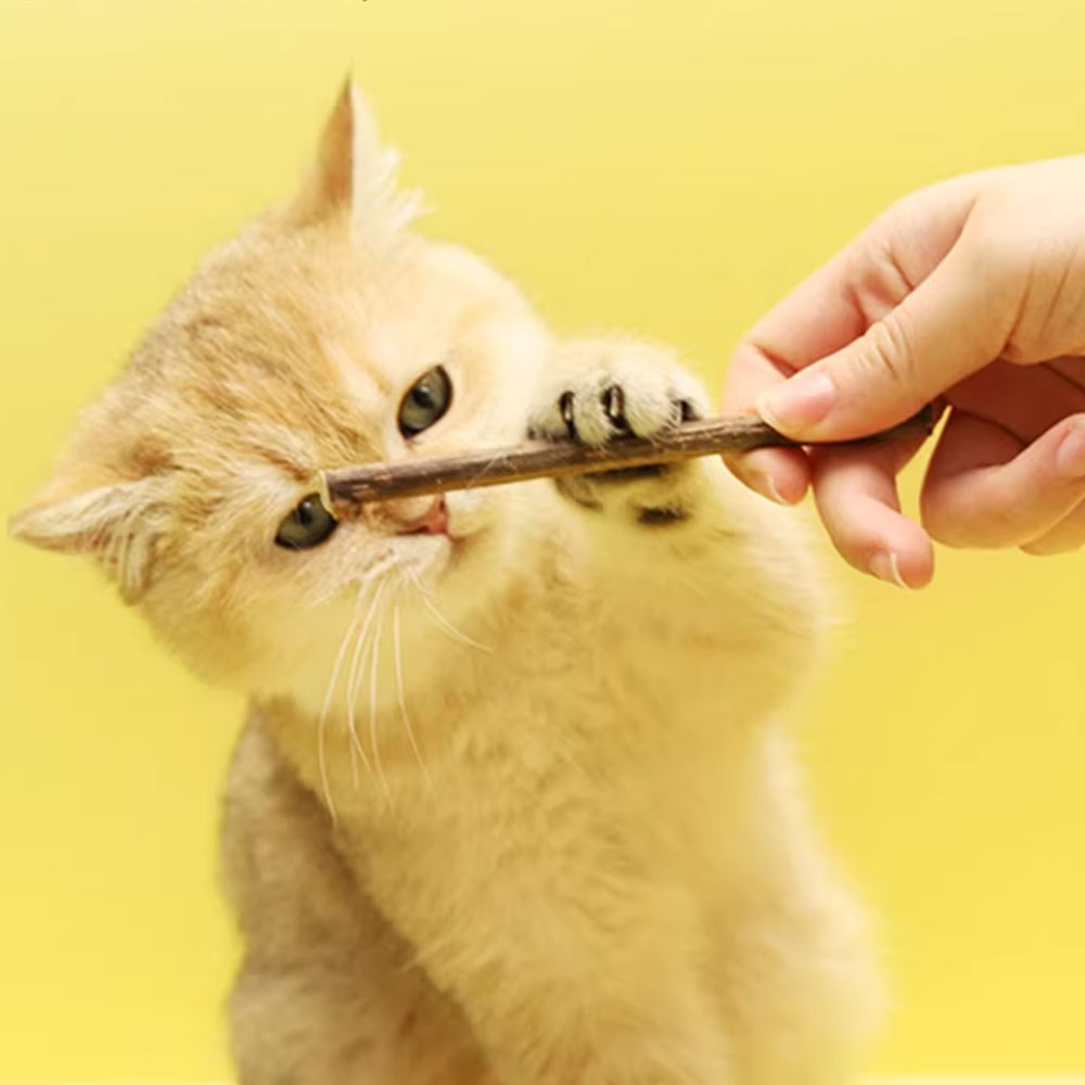 크레용펫 고양이 마따따비 스틱 천연 대용량 20P 3size - 상세 이미지 5
