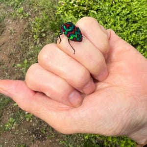 [깨비의숲마을][시흥갯골생태공원] 경기 시흥 숲체험 어린이 봄 유아 초등... 솔직 후기 | 실사용자 리뷰 분석 - 상품 이미지 3