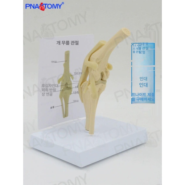 해부학적 강아지 뼈대 동물병원 골격 모형 두개골 해골 골조 관절 8x3.3x5cm 고양이 두개골 8x3.3x5cm - 상세 이미지 4
