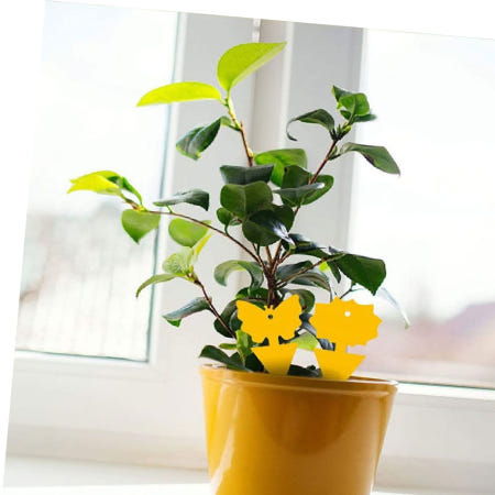 쌀벌레 벼룩파리트랩 초파리트랩 벼룩파리퇴치