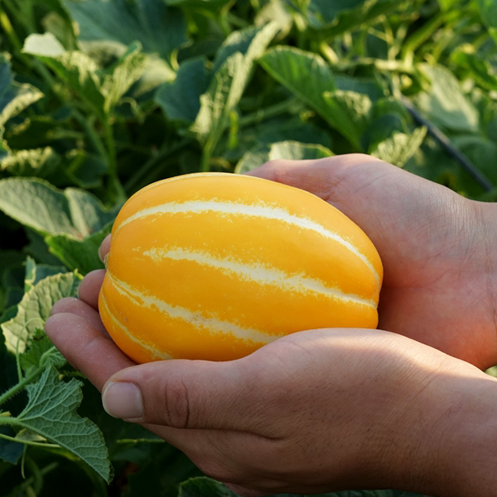 가정용 성주참외 꿀참외 꼬마 고당도 정품 못난이참외 2kg 3kg 5kg 10kg — 마무리