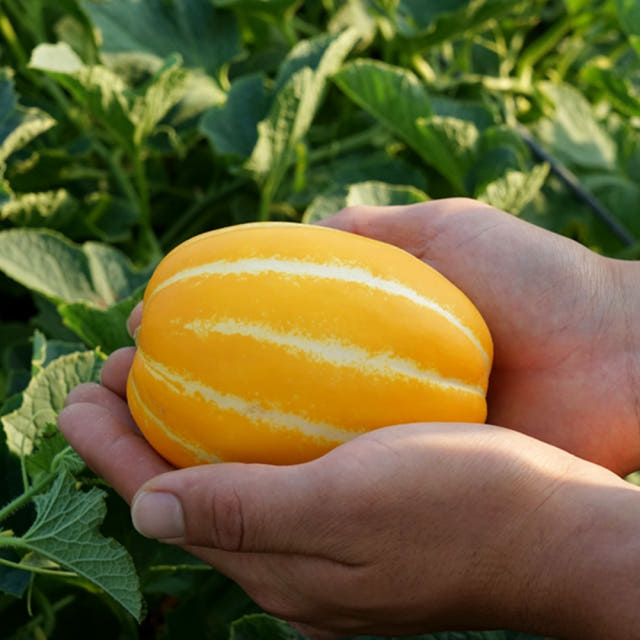 가정용 성주참외 꿀참외 꼬마 고당도 정품 못난이참외 2kg 3kg 5kg 10kg — 마무리