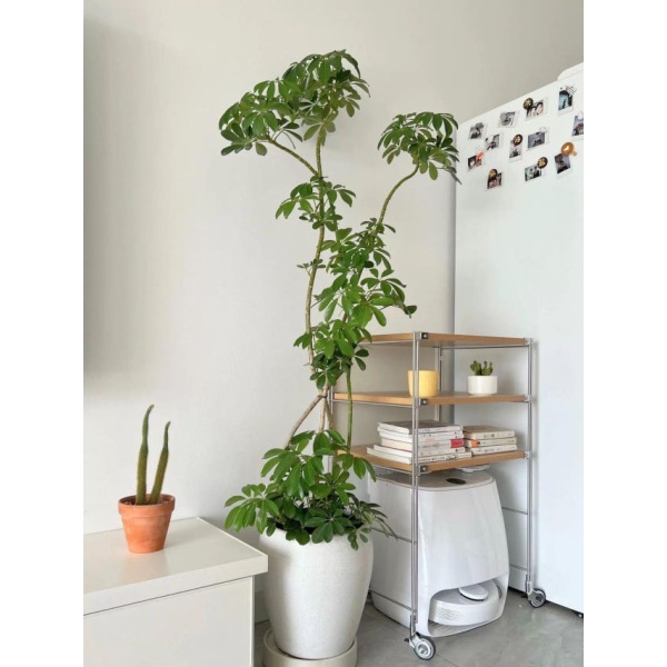 프리미엄 로봇청소기 보관함 가정용 복고풍 일본식 절약 50cm 높이 1단 40x31cm 50cm 높이 1단 40x31cm 1x1x1cm - 상세 이미지 4
