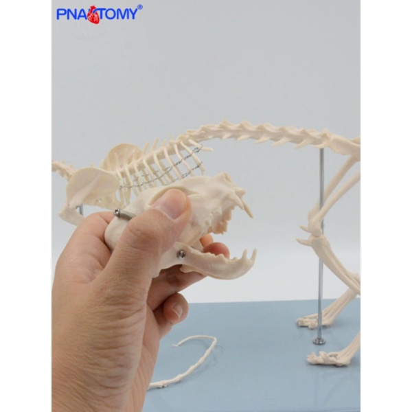 해부학적 강아지 뼈대 동물병원 골격 모형 두개골 해골 골조 관절 8x3.3x5cm 고양이 두개골 8x3.3x5cm - 상세 이미지 3