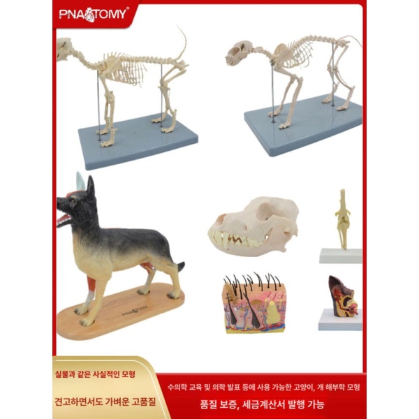 해부학적 강아지 뼈대 동물병원 골격 모형 두개골 해골 골조 관절 8x3.3x5cm 고양이 두개골 8x3.3x5cm - 상품 이미지