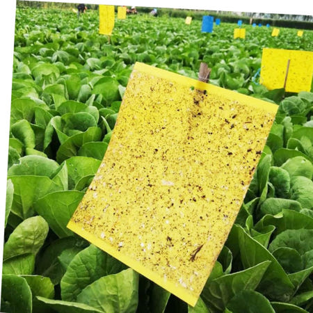 개미없애기 초파리 트랩 날파리 쌀 집 벌레 하루살이 제거20x25cm