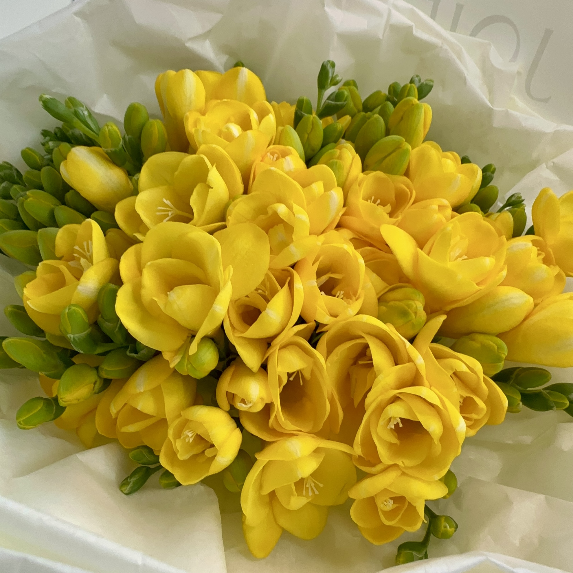 희록플라워 프리지아 10줄기 후리지아 꽃다발 꽃 선물 꽃배달 싼곳 생화택배 작은꽃다발 제품 이미지