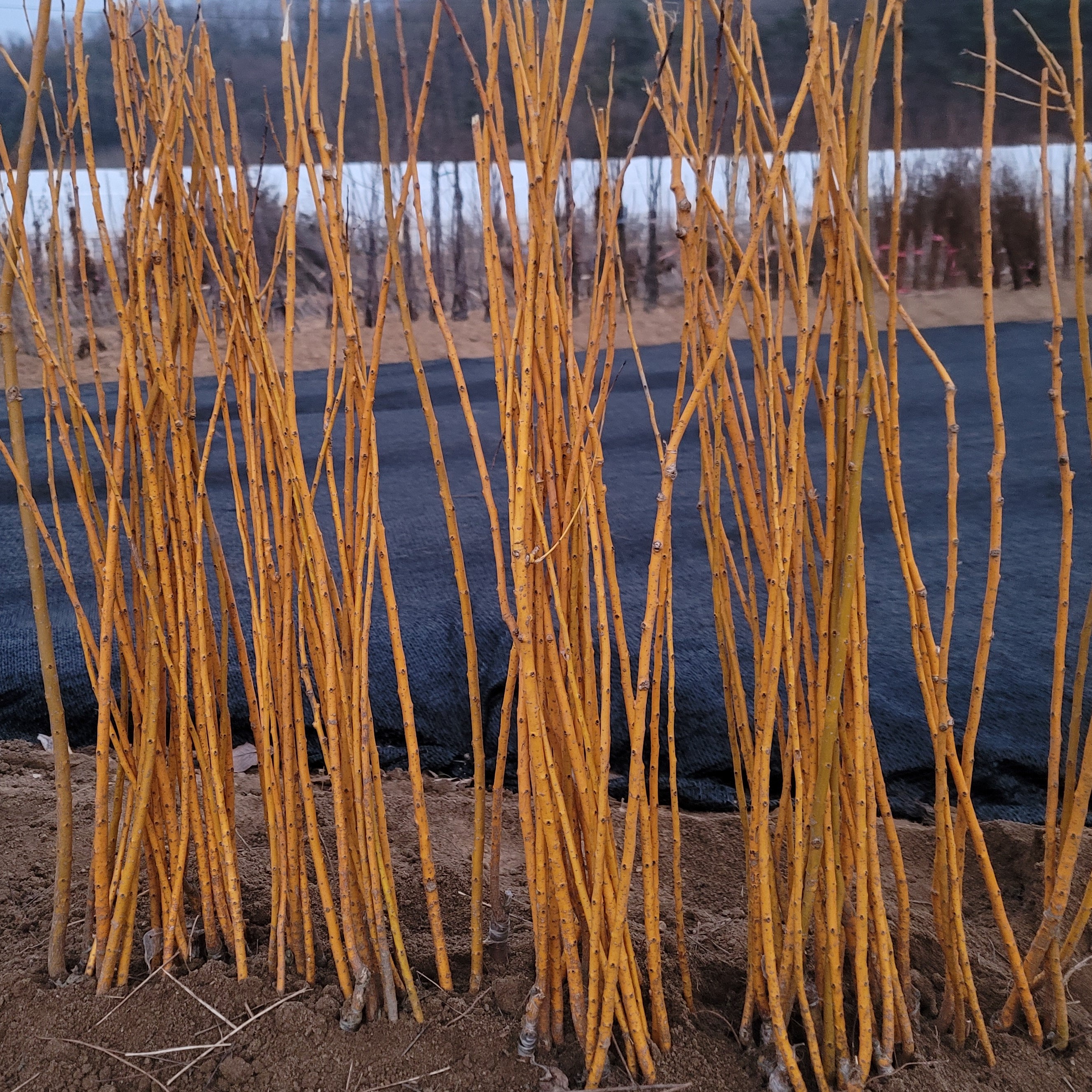 황금회화나무 접목 특묘 국산 제품 이미지