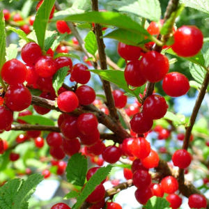 앵두나무 왕앵두 2년 특묘 실사용 후기 | 효과 있을까? - 상품 이미지 1