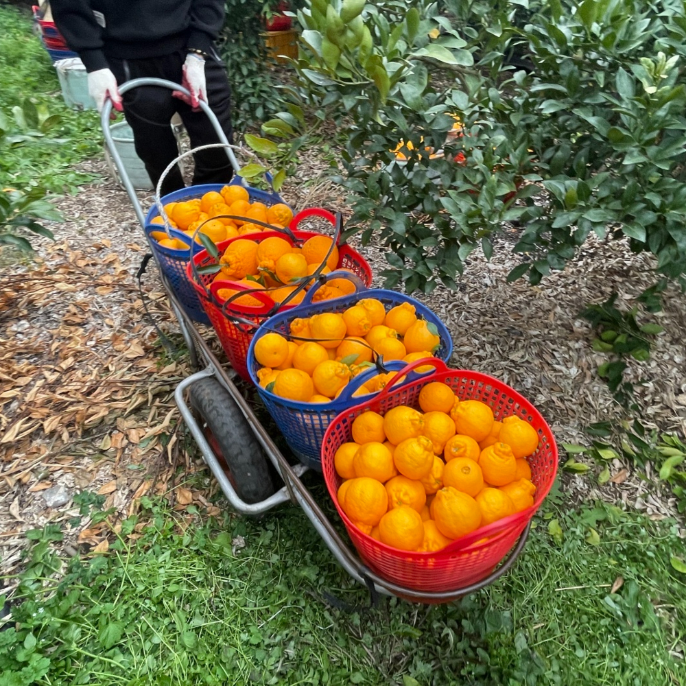 제주도 한라봉 10kg 5kg 3kg 가정용 못난이 선물세트 한라봉 서귀포 산지직송 이미지 4