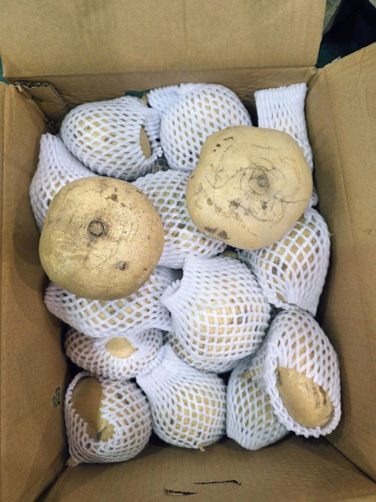 베트남 히카마 10KG