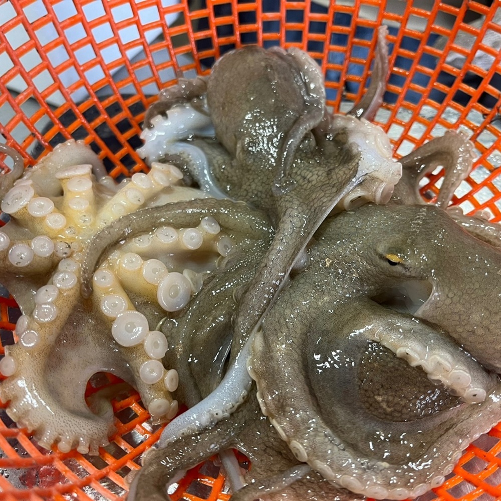생물 알쭈꾸미 활 알배기 쭈꾸미 봄 제철 산지직송 1kg - 상세 이미지 2