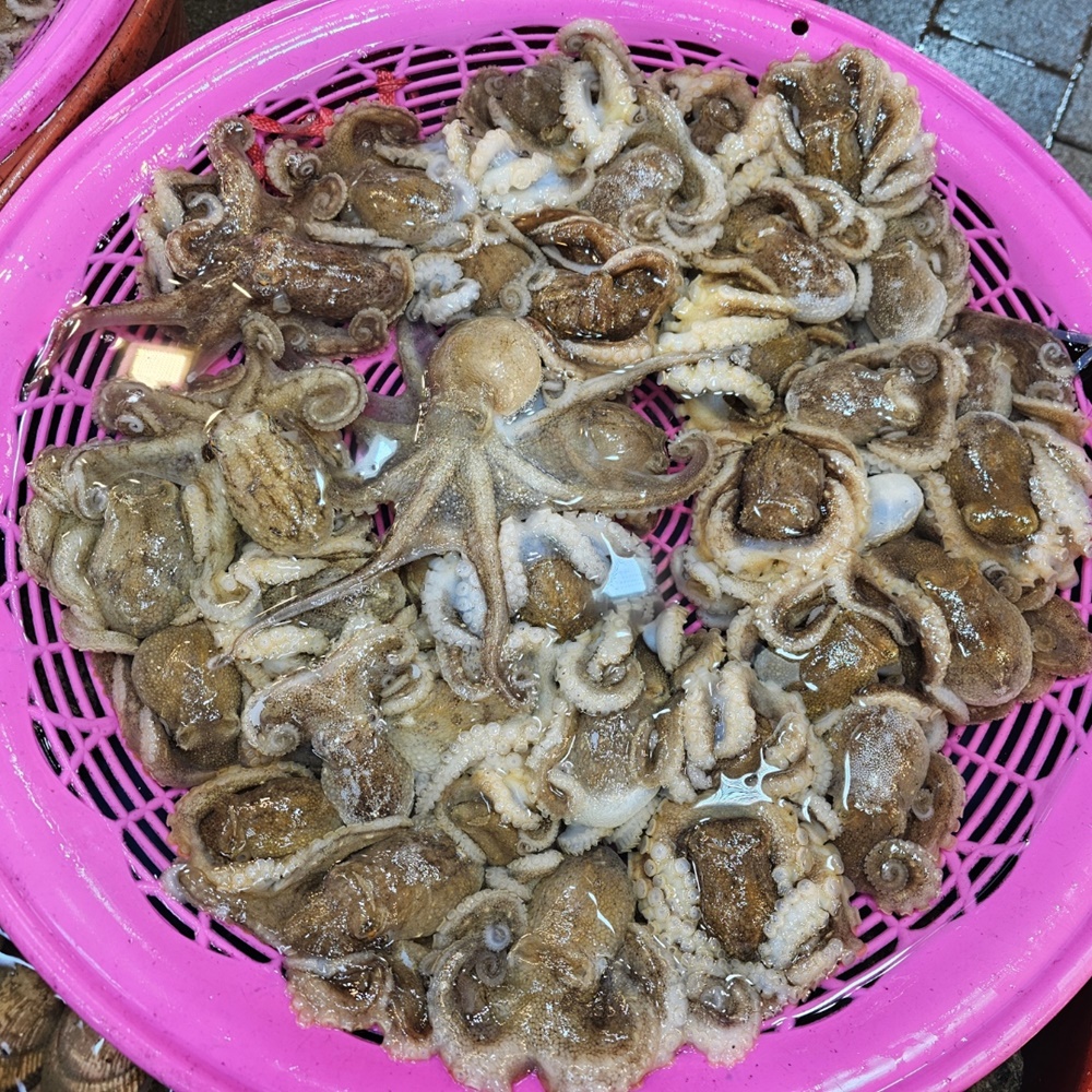 생물 알쭈꾸미 활 알배기 쭈꾸미 봄 제철 산지직송 1kg - 상세 이미지 3