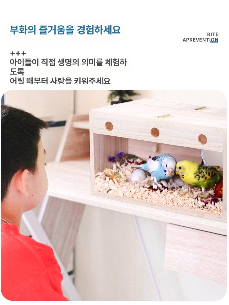 새집 상자 퀘이커 참새 조류 케이지용 새장 은신처 알집 중간 오른쪽 100g부화용나무알포함 - 상세 이미지 2