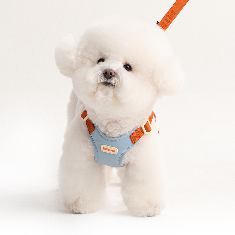 컴포트 강아지 하네스 핸즈프리 리쉬 리드줄 세트 S 솔직 후기 | 실제 사용자 리뷰 총정리 - 대표 이미지