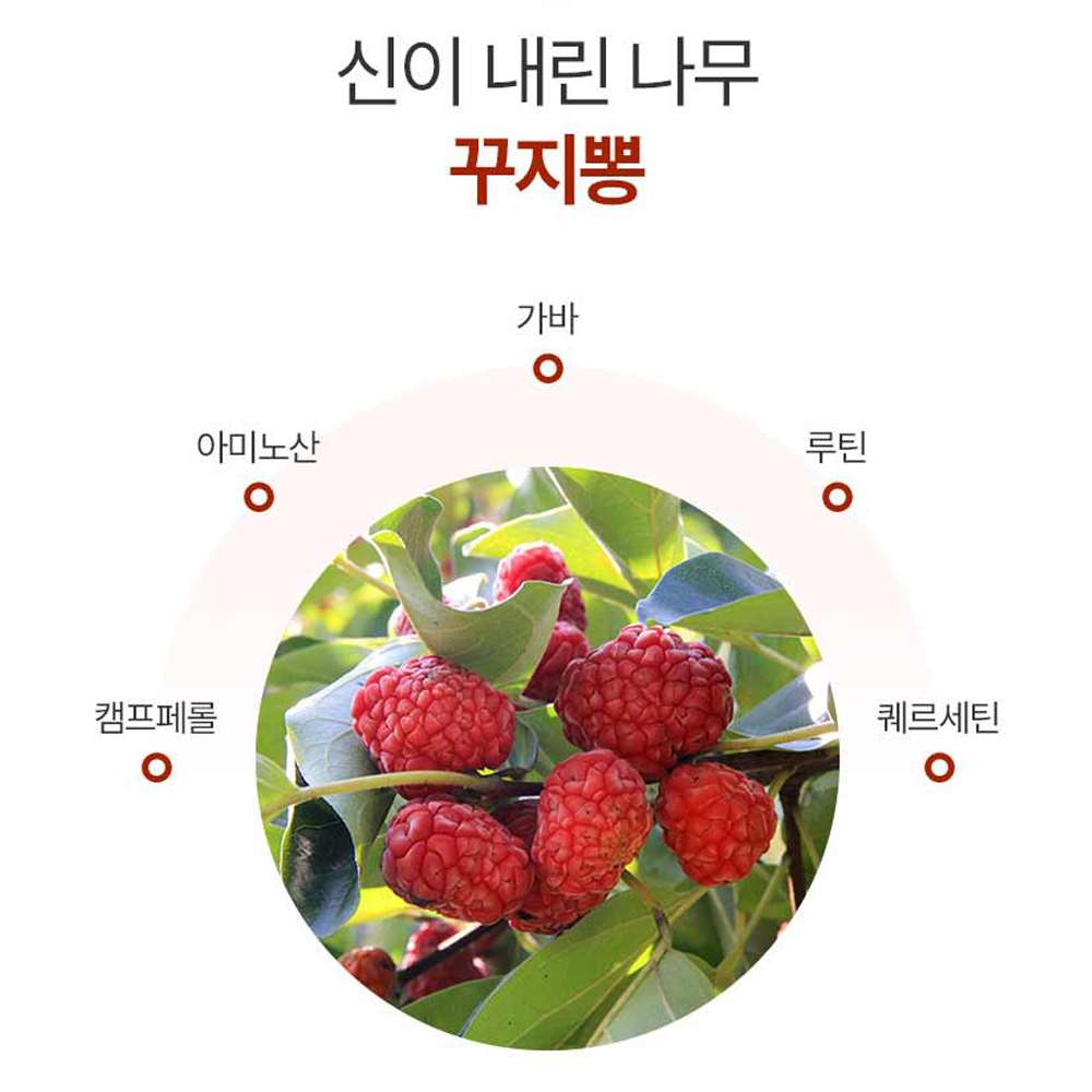 국내산 구지뽕 차 꾸지뽕 잎차 티백 차 100개입 커피대신 마시는 뽕잎tea - 상세 이미지 3