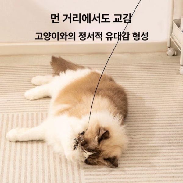 최고의 깃털 고양이 티저 장난감 막대 고양이장난감 캣닢장난감 고양이놀이 목재 손잡이 유인고양이봉흰 교체헤드 목재 손잡이 유인고양이봉흰 깃털 교체헤드 - 상세 이미지 5