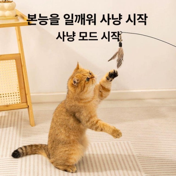 최고의 깃털 고양이 티저 장난감 막대 고양이장난감 캣닢장난감 고양이놀이 목재 손잡이 유인고양이봉흰 교체헤드 목재 손잡이 유인고양이봉흰 깃털 교체헤드 - 상품 이미지