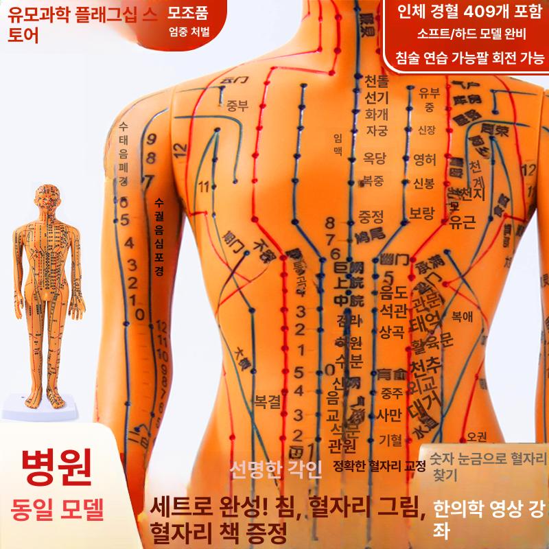 경혈 인형 혈자리 의원 한의학 실습 침술 모형 한방 구리색 경질 54cm 남성 1단계 - 상세 이미지 2