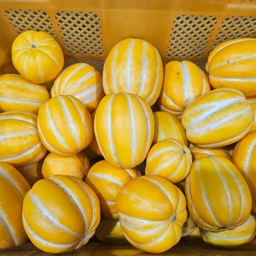 성주 꿀 참외 고당도 가정용 혼합과 3kg, 1개 - 상세 이미지 3