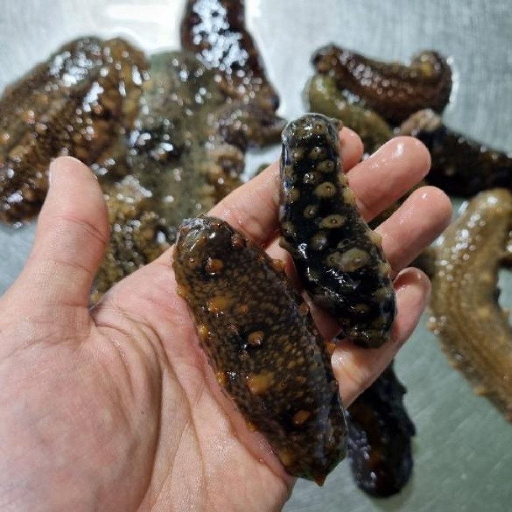해삼 해삼내장 고노와다 제철 활해삼 와다 자연산 동해안 산지직송 500g - 상품 이미지