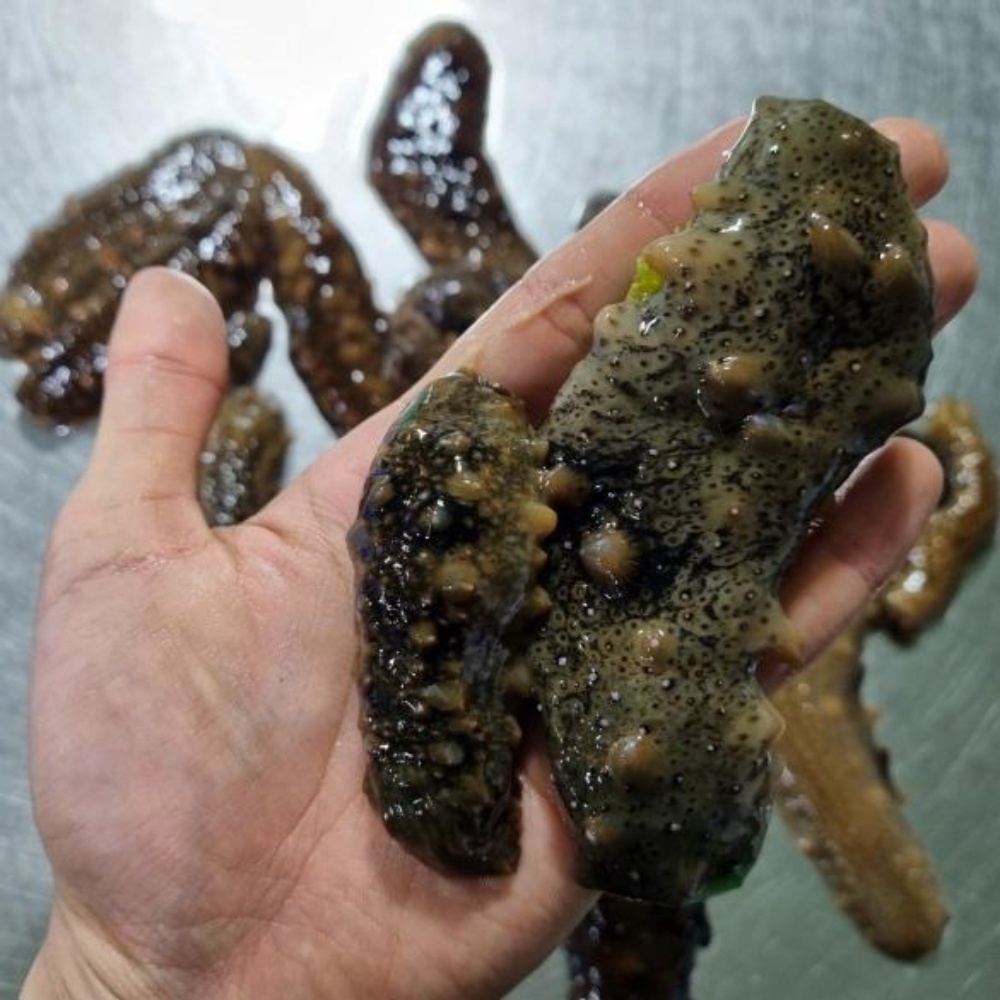 해삼 해삼내장 고노와다 제철 활해삼 와다 자연산 동해안 산지직송 500g - 상세 이미지 5