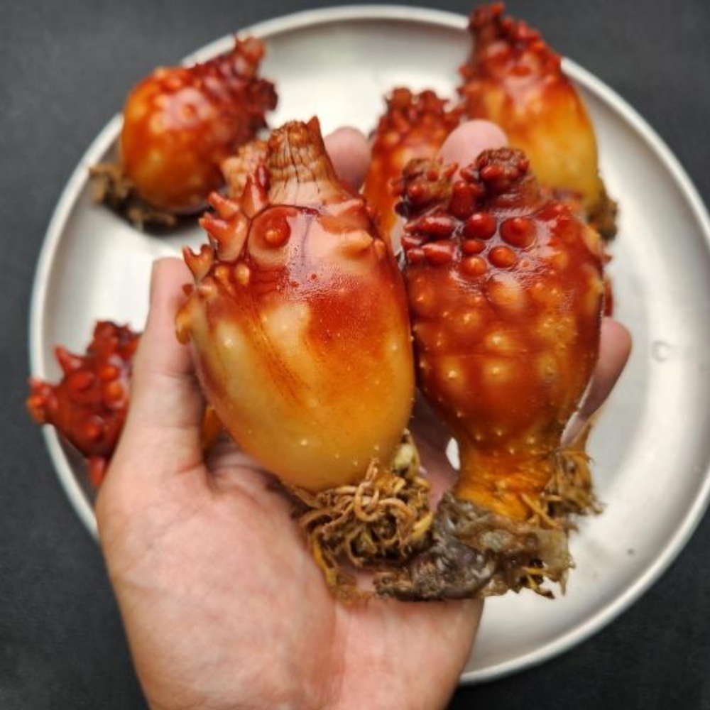 멍개 멍게 우렁쉥이 제철 활멍게 꽃 동해안 당일조업 산지직송 1kg - 상세 이미지 2