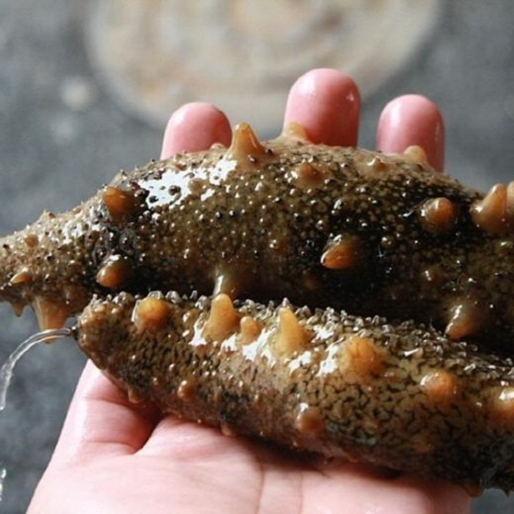 해삼 해삼내장 고노와다 제철 활해삼 와다 자연산 동해안 산지직송 500g 이미지 6