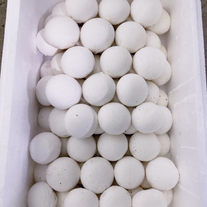 평창 양송이 1kg 2kg 산지직송 가정용 식당용 국산 - 상세 이미지 4