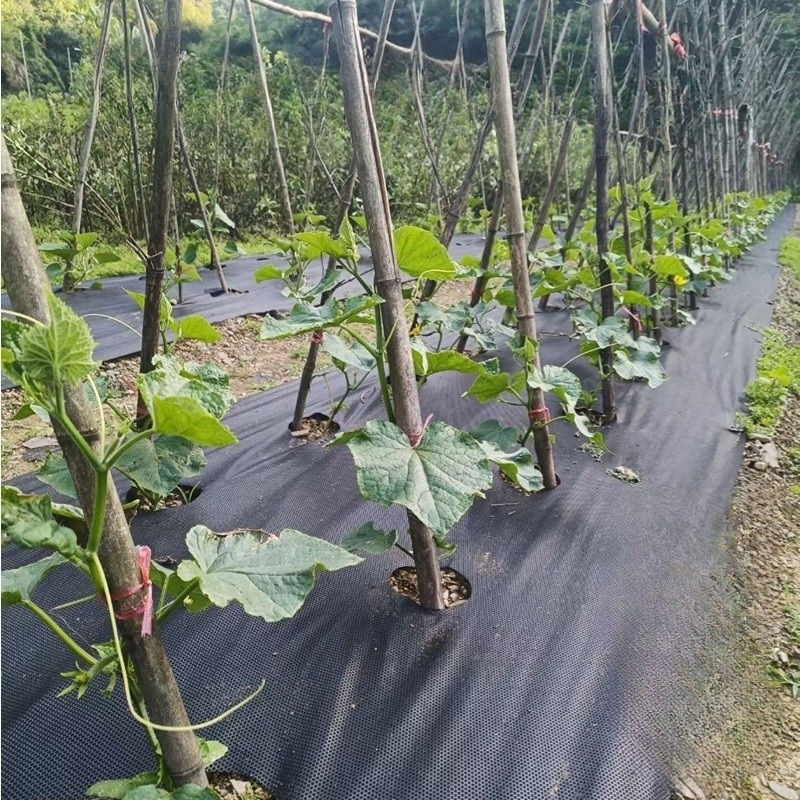 유공부직포 덮개 잡초방지 정식용 원형 구멍 농업용 텃밭 묘목 생장 촉진 친환경 고강도 - 상품 이미지