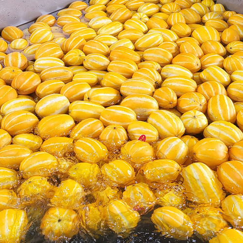 성주 꿀 참외 고당도 가정용 혼합과 3kg, 1개 - 상세 이미지 4