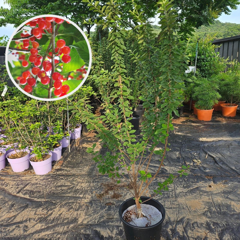 앵두나무 왕앵두 2년 특묘 이미지 3