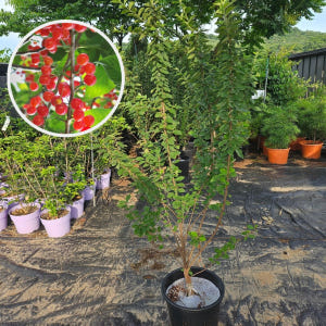 앵두나무 왕앵두 2년 특묘 실사용 후기 | 효과 있을까? - 상품 이미지 3