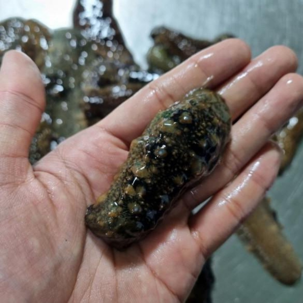 해삼 해삼내장 고노와다 제철 활해삼 와다 자연산 동해안 산지직송 500g - 상세 이미지 4