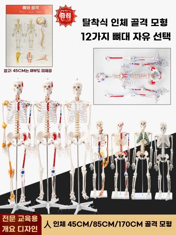 성인 인체 골격 모형 전신 분리형 해부 학습 요가 교구 - 상세 이미지 2